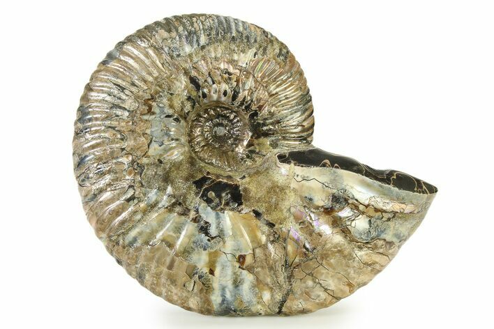 Iridescent Ammonite (Deshayesites) Fossil #317660